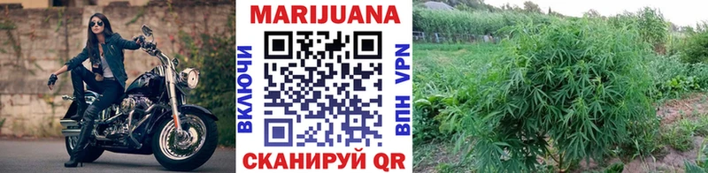 Каннабис план  где найти   Бийск 